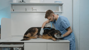 Vet Doctor Examining the Dog