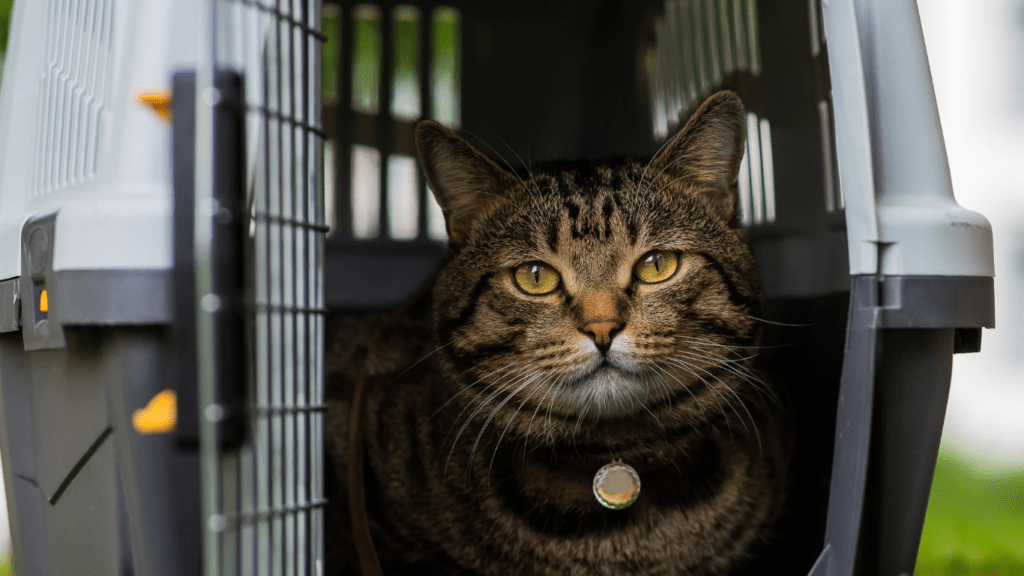 Cat in a cage 