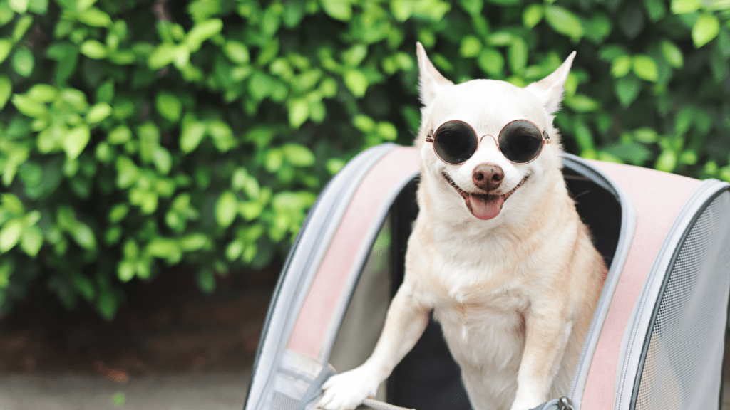 Happy dog inside the carrier