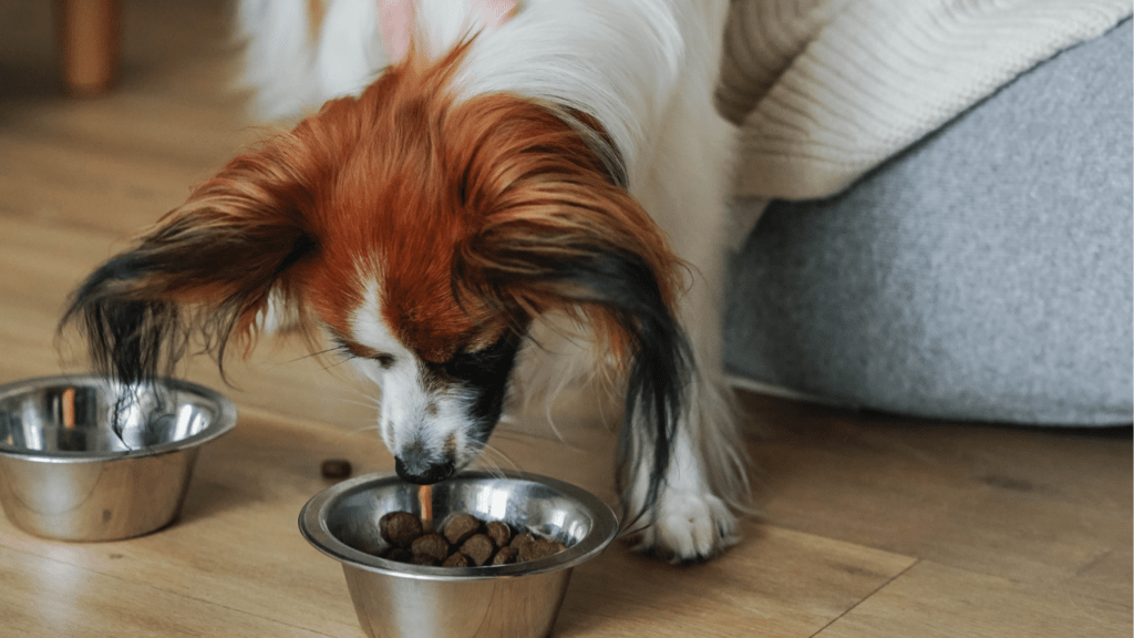 Choosing the Right Pet Food