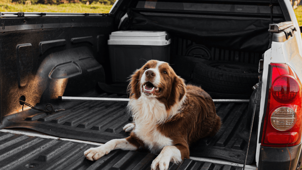 Dog Lying on Car Trunk