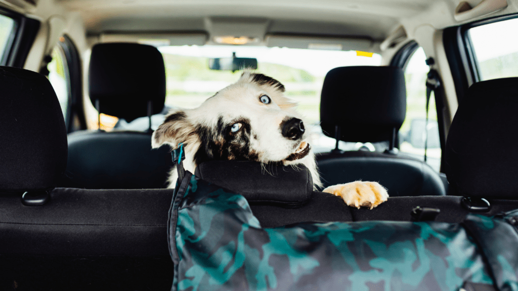 Happy inside the Car