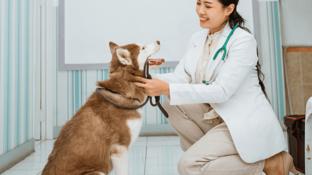 Vet Doc check-up the dog