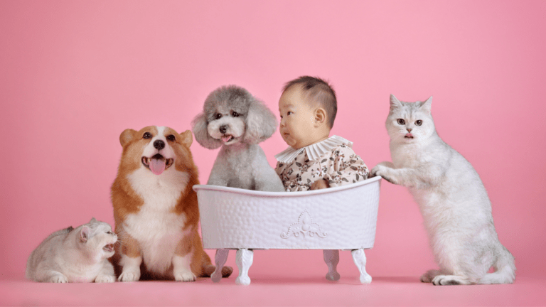 Dogs and Cats with a Baby