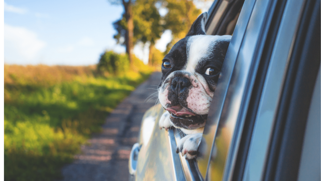 Effective Tips to Ease Pet Travel Anxiety How to Help Your Pet Relax