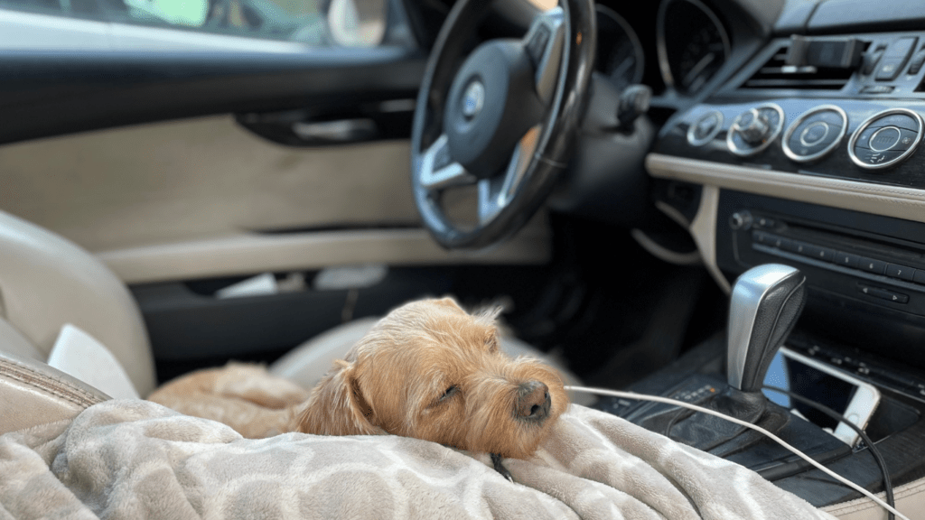 Dog sleeping inside the car