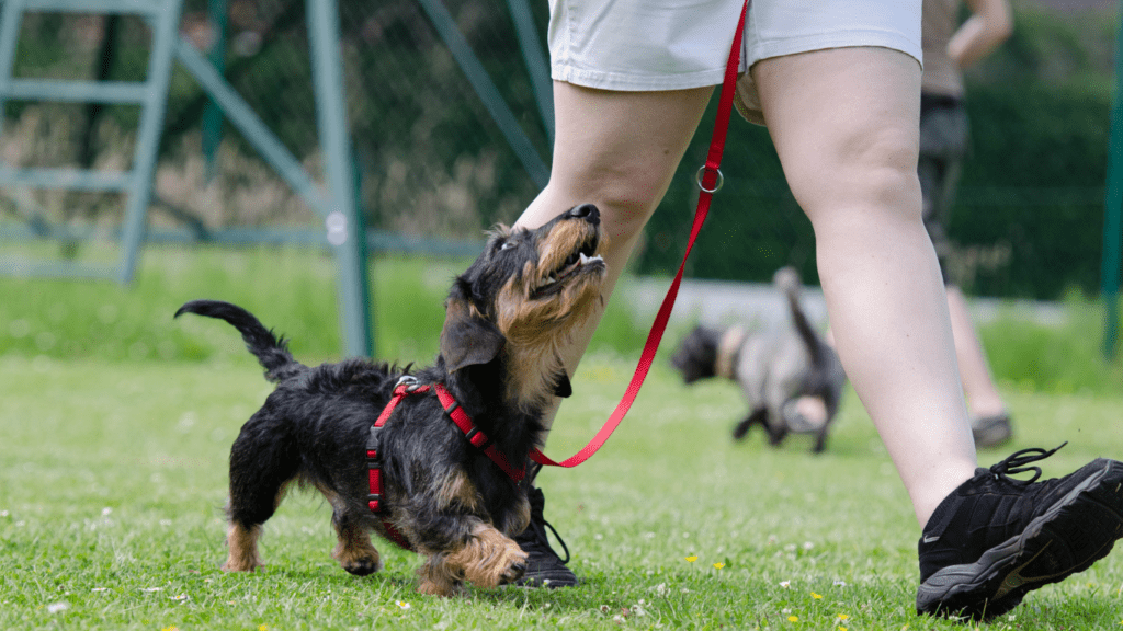 Essential Pet Training Tools