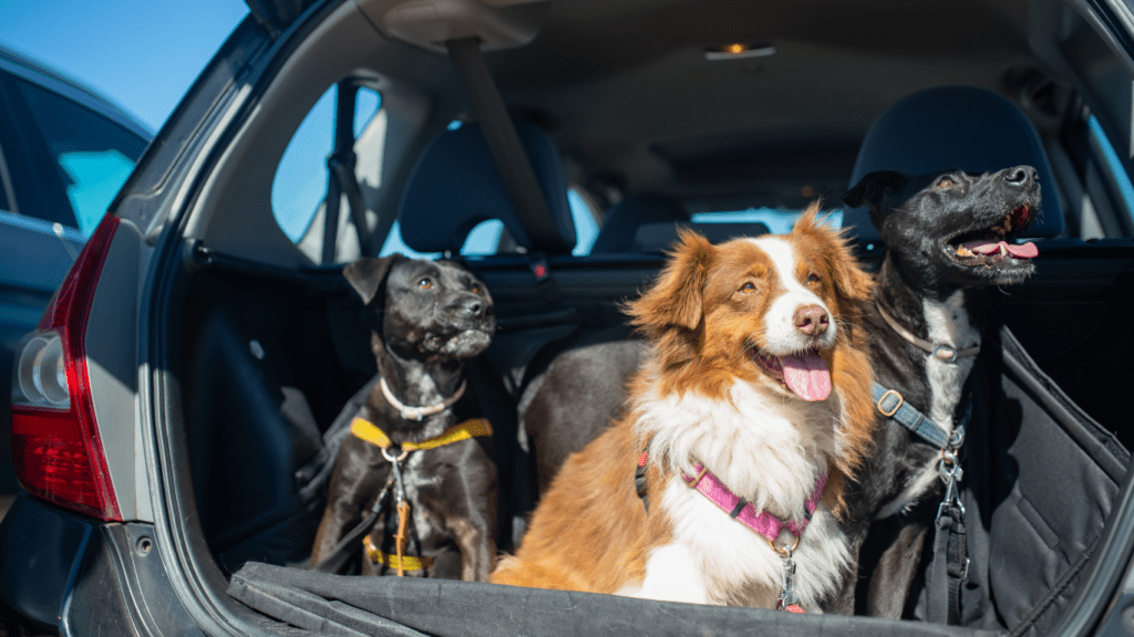 Three dogs on a Car boot