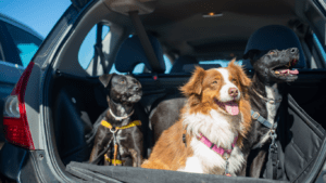 Three dogs on a Car boot