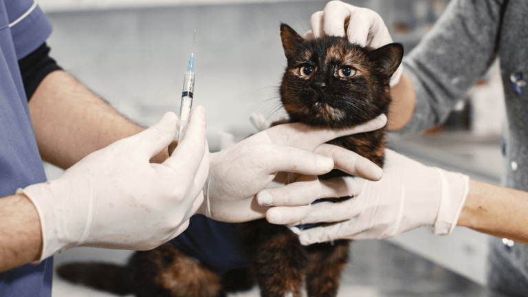 Cat vaccination time