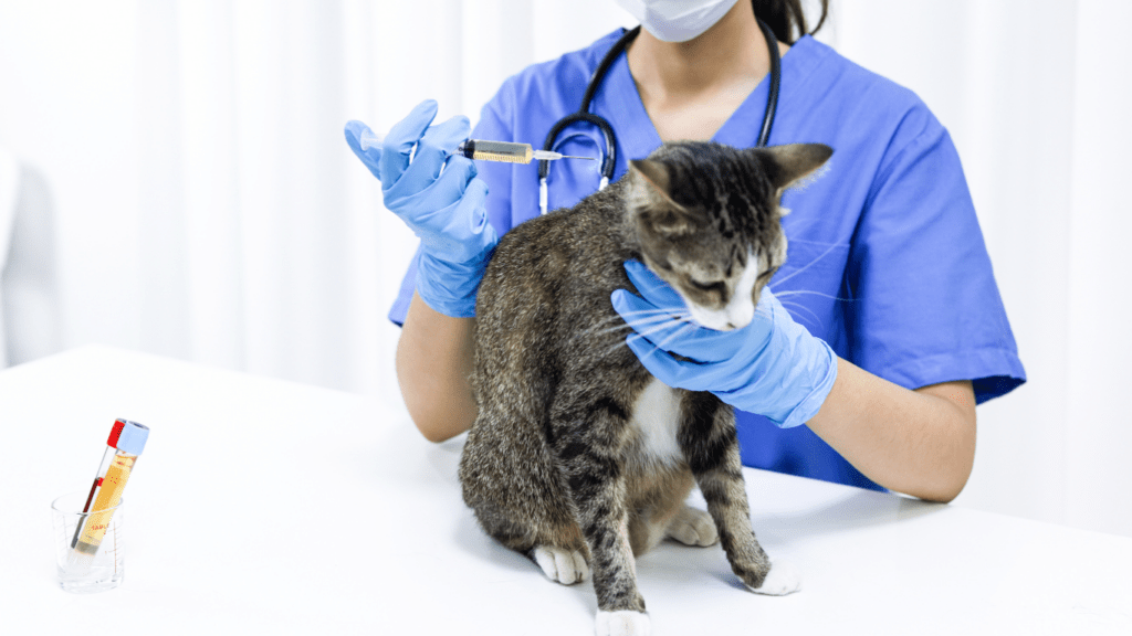 Cat on vaccination 