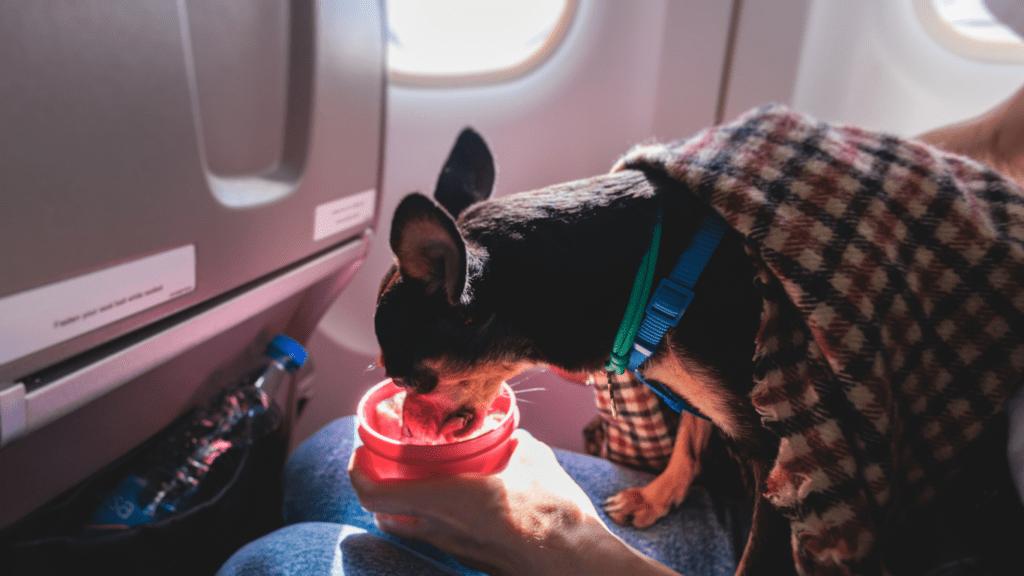 dog inside the aircraft