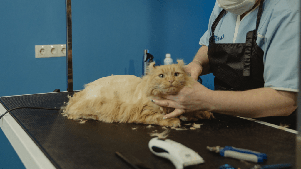 Grooming For Cats