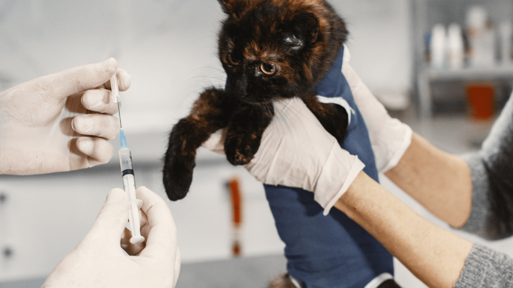 cat getting a vaccine 