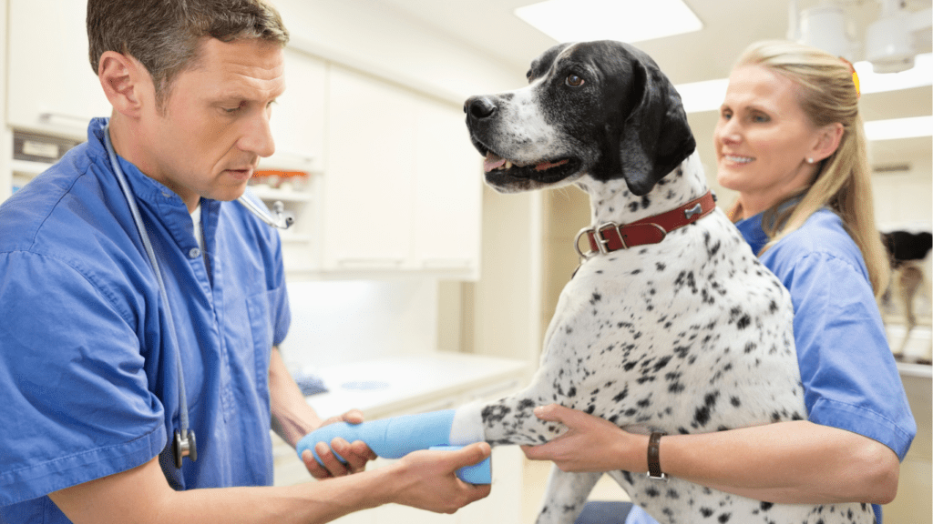 How to Choose the Right Veterinarian for Your Pet A Comprehensive Guide