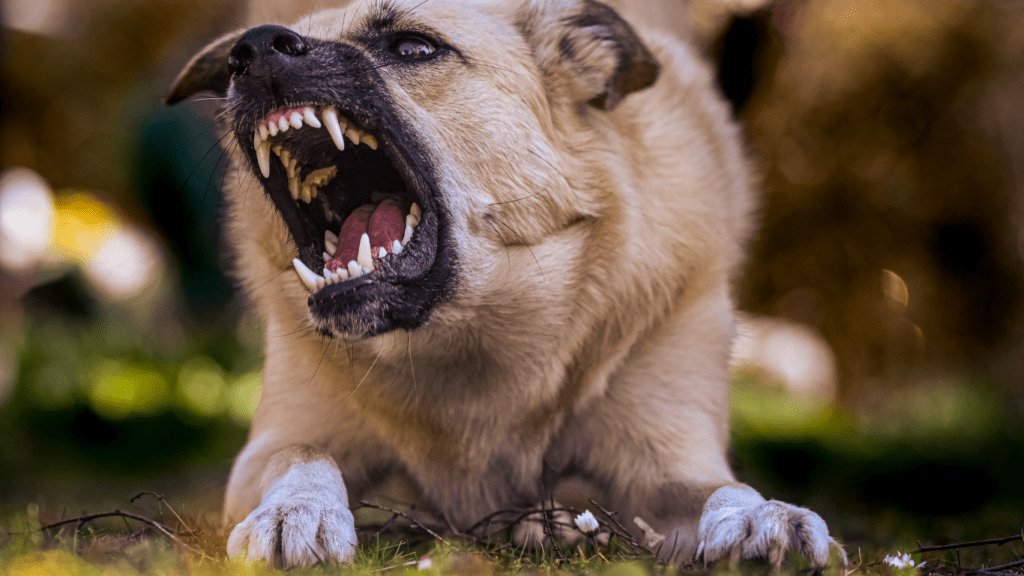 How to Handle Aggression in Dogs Expert Tips for a Calmer Pet