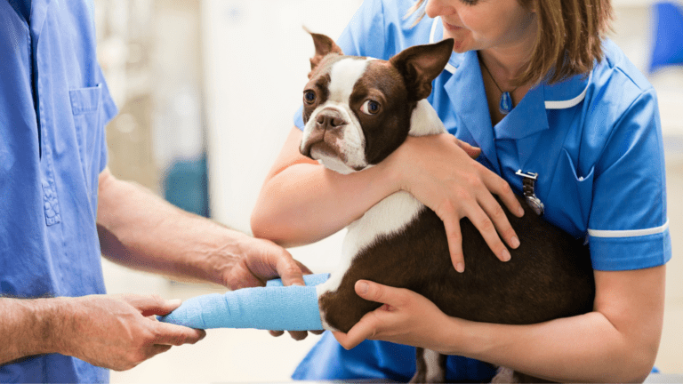 Veterinarians Bandages Dog's Leg