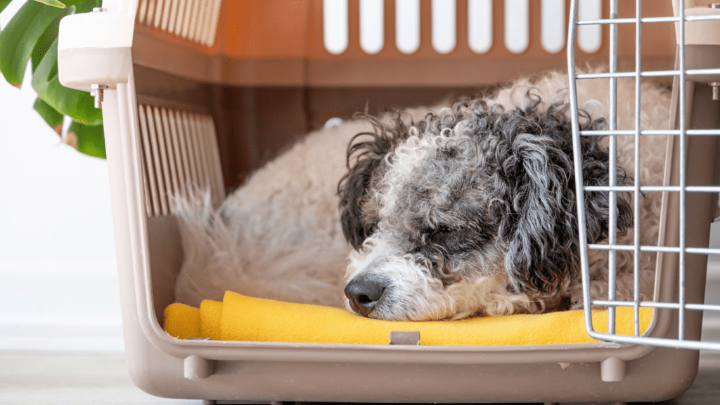 Pet on the cage for Travel