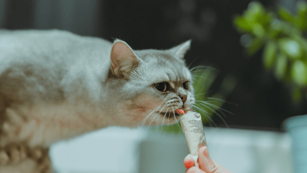 Cat having treats