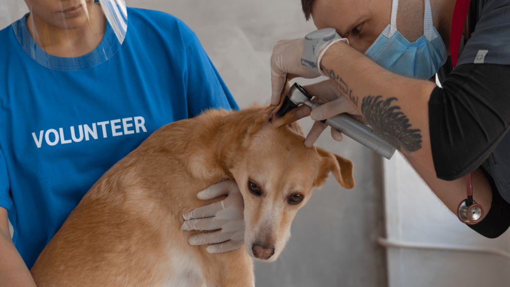 Vet Doctor Examining the Dog