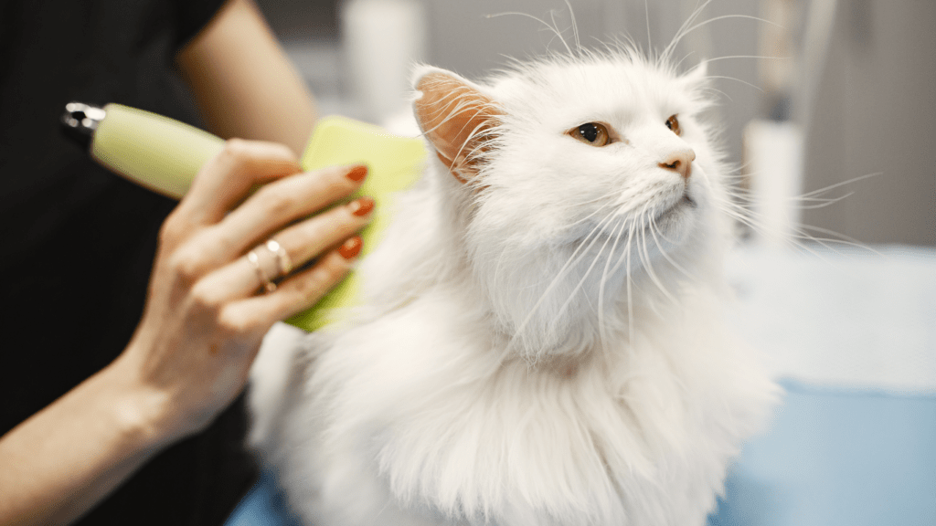 Latest Trends in Pet Care Whats New in 2024