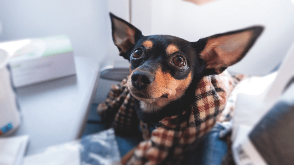 Dog inside the Aircraft