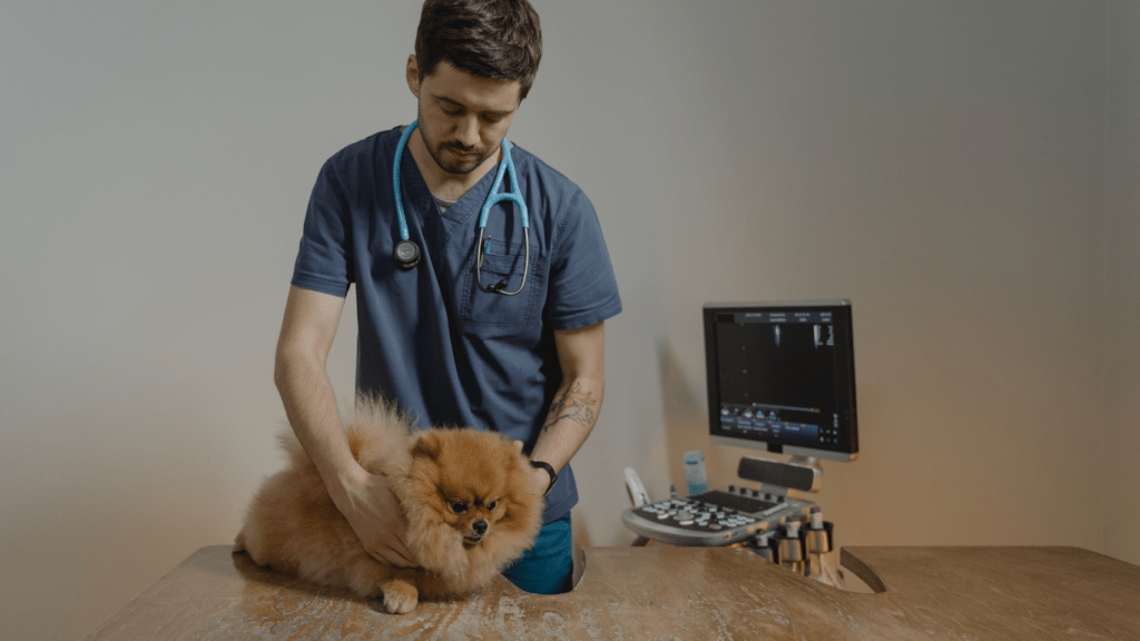 Managing Chronic Conditions in Pets What Vets Recommend for Better Health