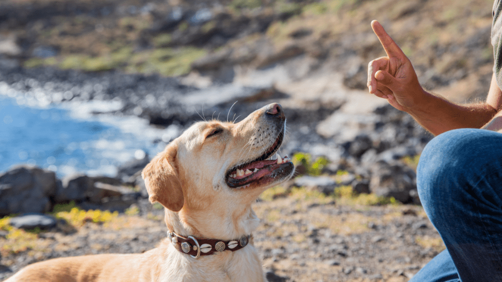 Pet Behavior and Training Library