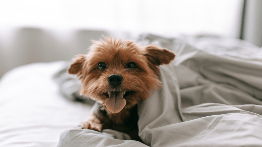 Puppy on Bed