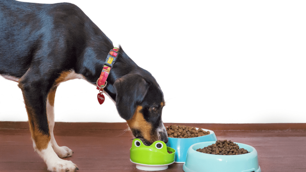 Dog having meal