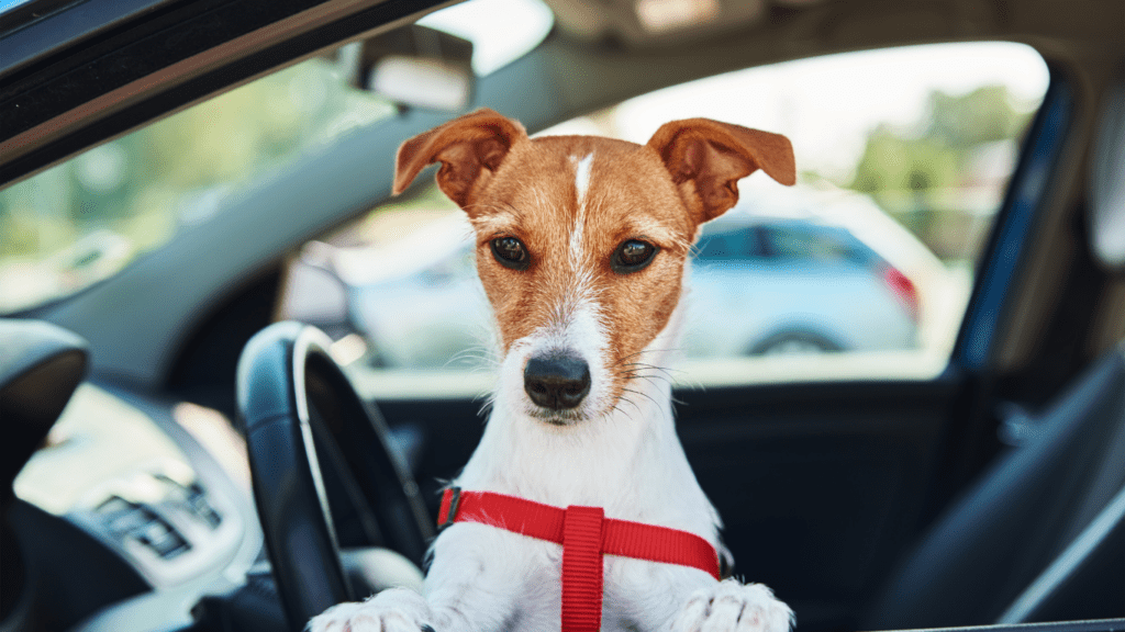 Dog with Harness 