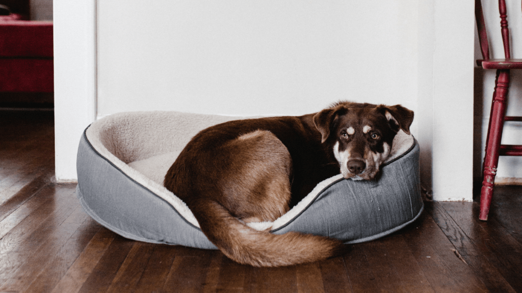 Dog relaxing on his bed