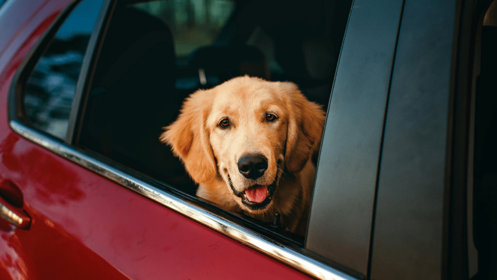 Dog inside the car