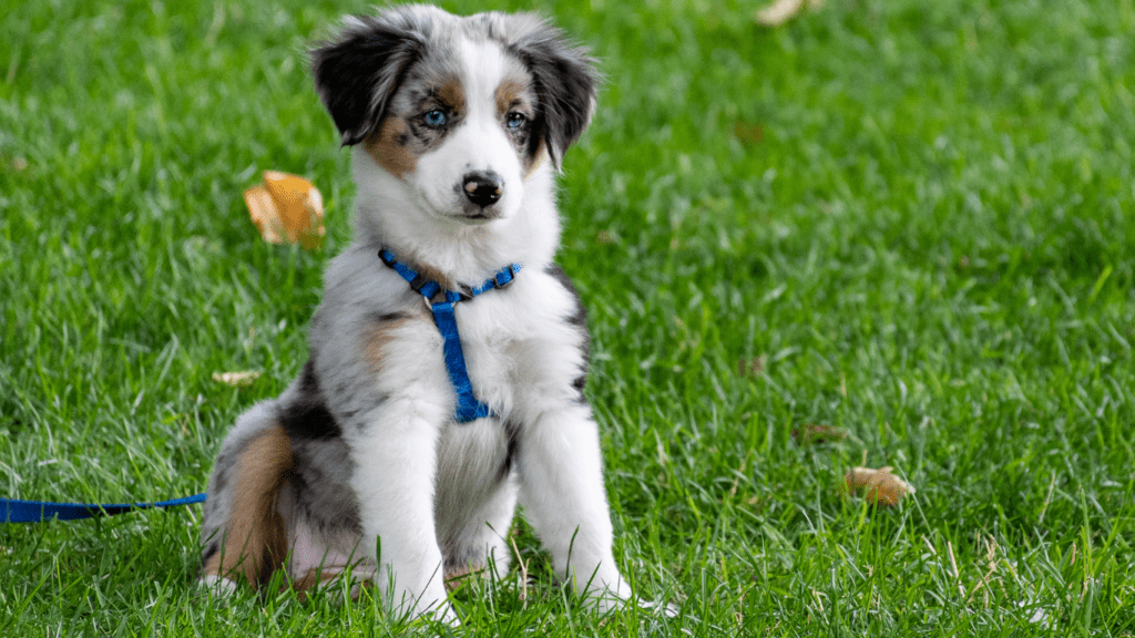 Reading Puppy Body Language