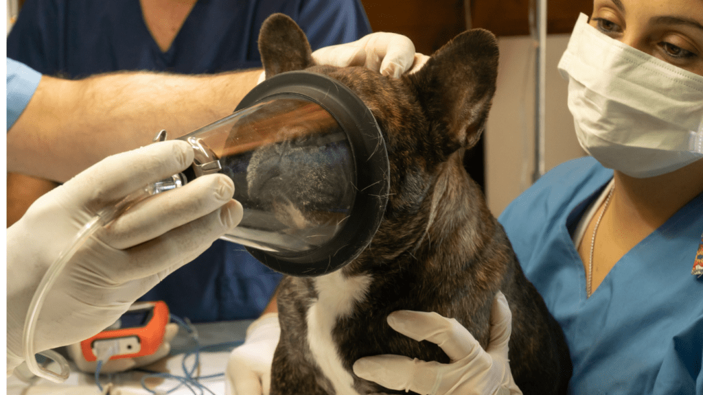 Vet Doctor Examining the Dog