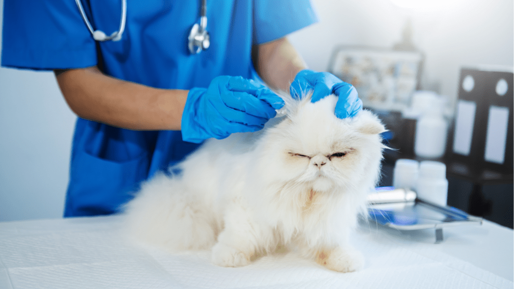 Vet Doc cleaning cat's ear