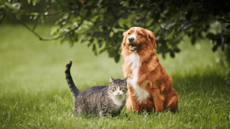 Dog and cat in the grass