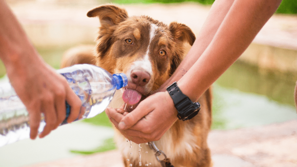 dog drinks water 