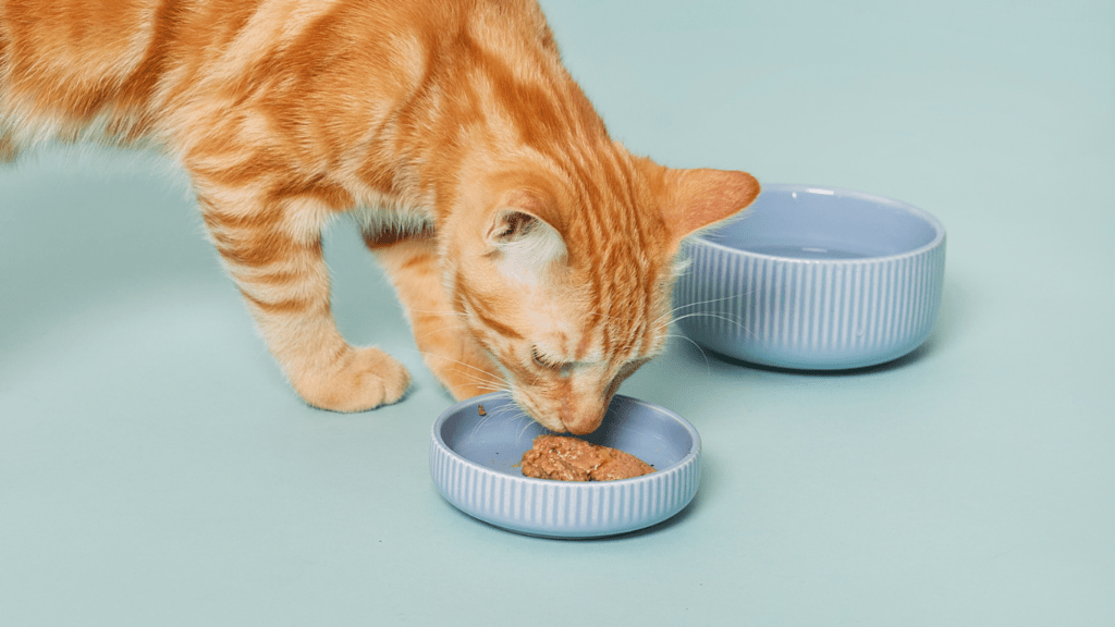 Cat having meal