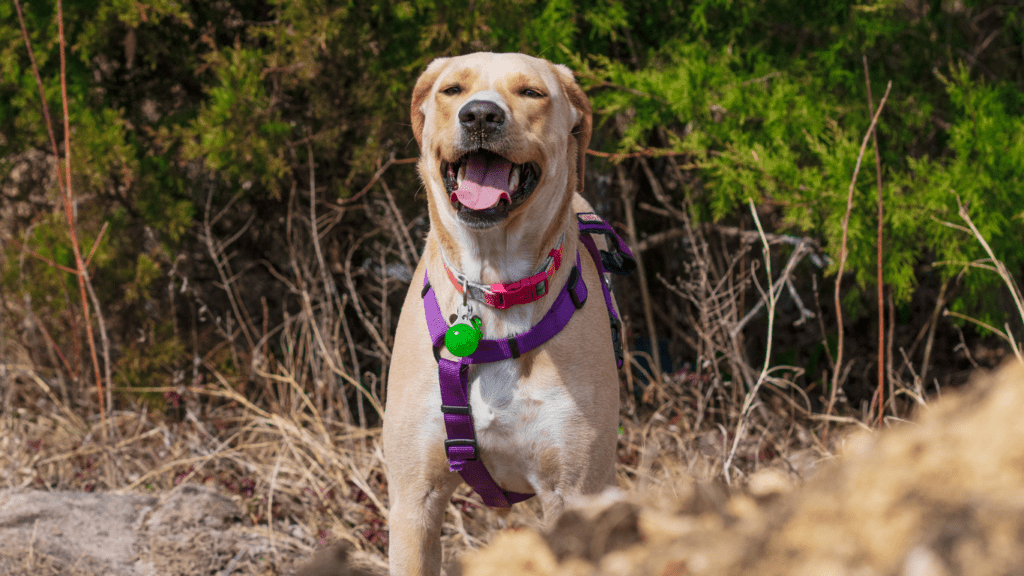 A happy dog