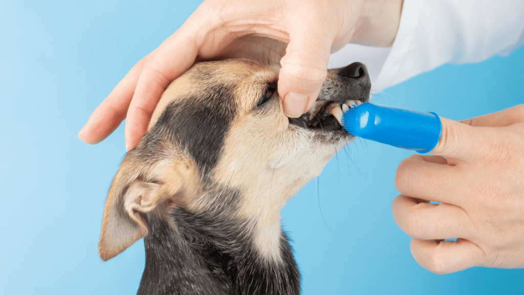 Brushing Dog's Teeth