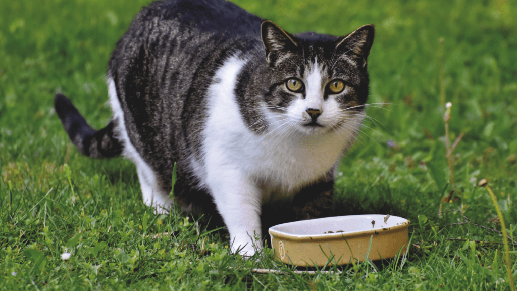 The Benefits of Grain Free Diets for Pets Is It Right for Yours