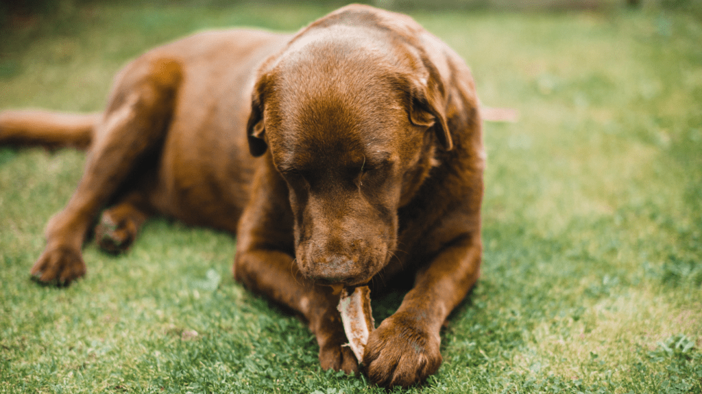 Dog having treats