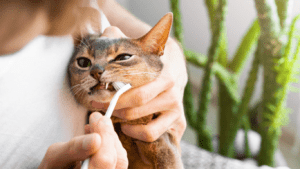 Brushing Cat's Teeth