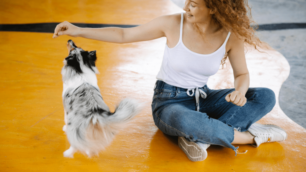 The Role of Consistency in Pet Training Why It Matters for Trust and Obedience