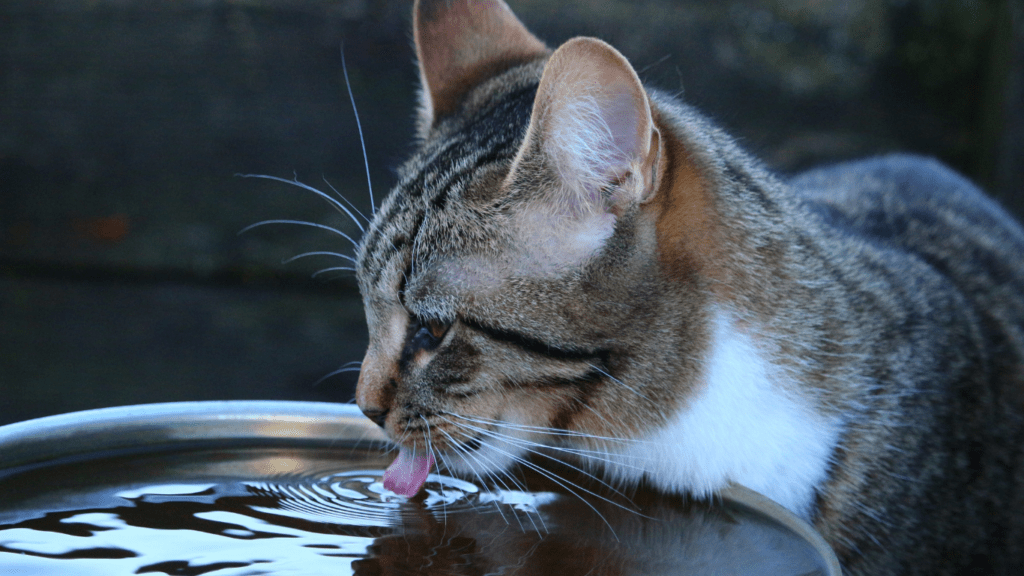 cat drink water