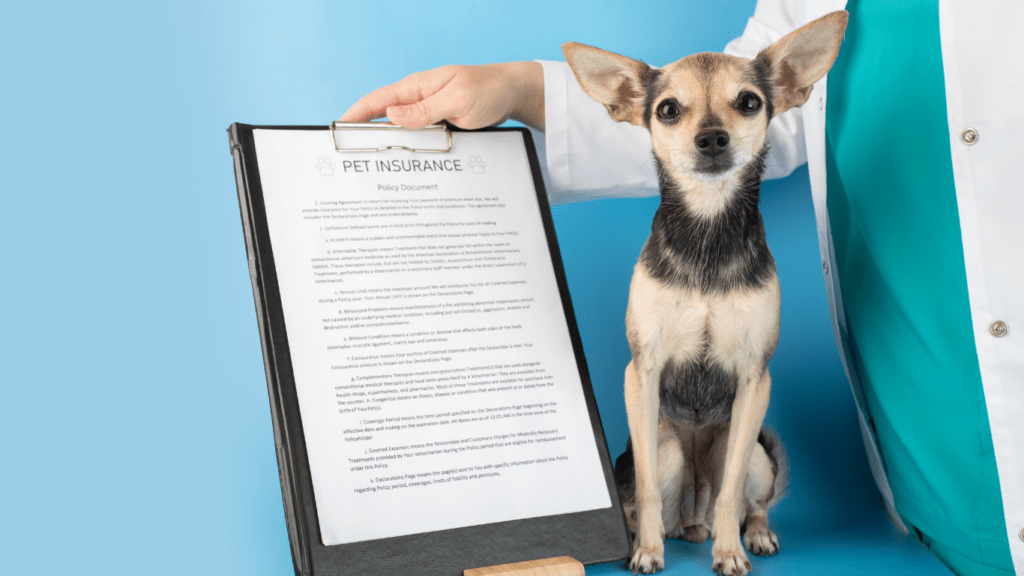 The Truth About Pet Insurance A Vets Perspective on Coverage and Costs