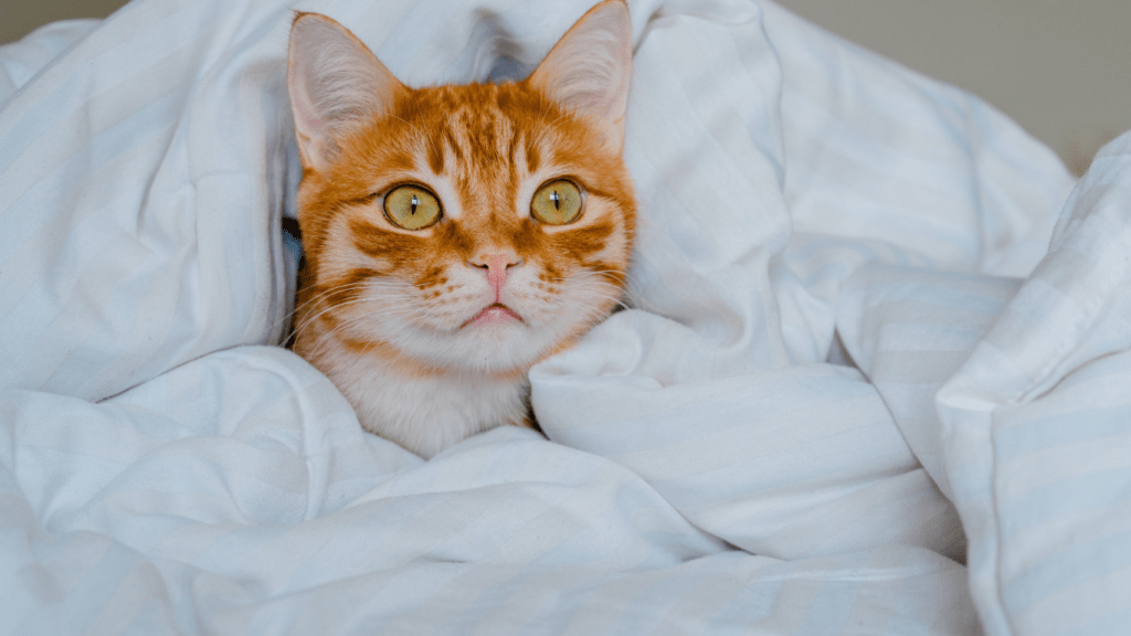 Cat in Bed