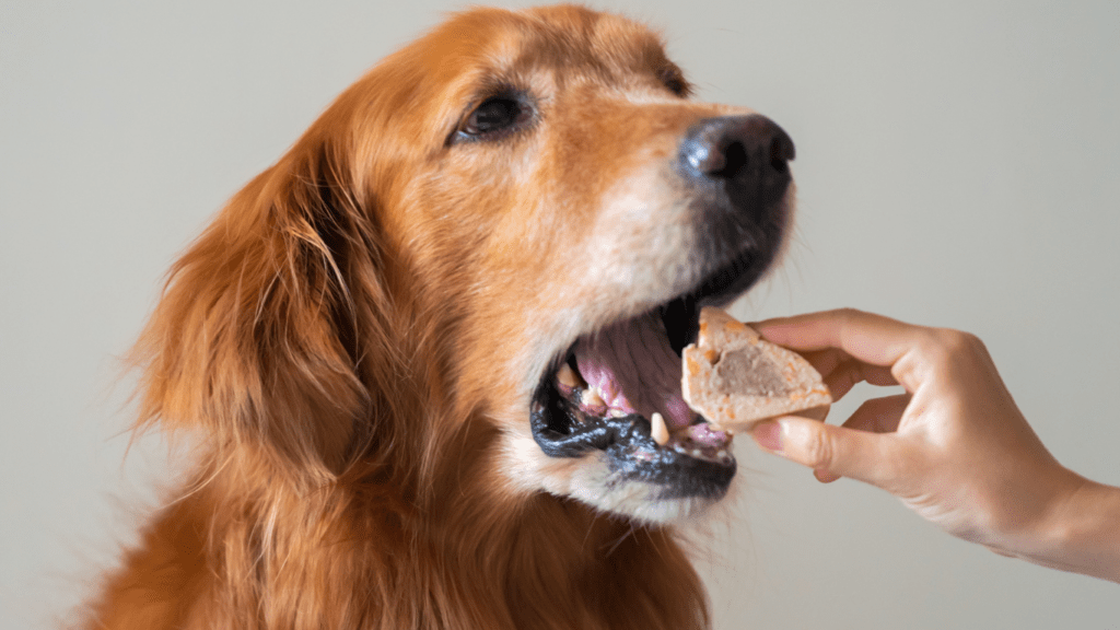 Top Pet Foods of 2024