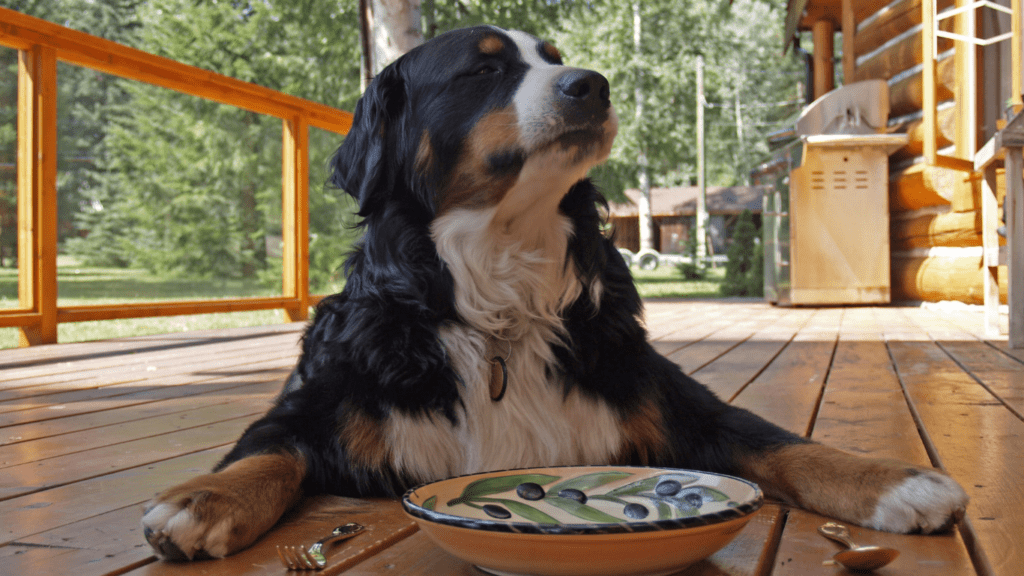 Dog having meal